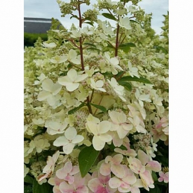 Гортензия Конфетти (Confetti) (нет в наличии)