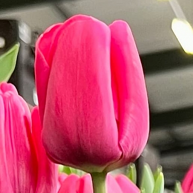 Тюльпан Карола (Carola) (нет в наличии)