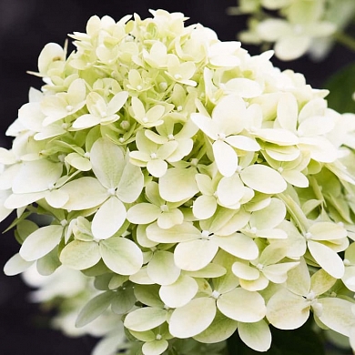 Литтл Пассион (Little Passion)