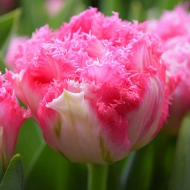 Crispion Love (нет в наличии)