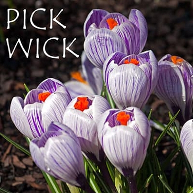 Pickwick (нет в наличии)