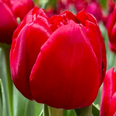 Тюльпан Хаттрик (Hattrick) (нет в наличии)