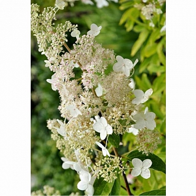 Гортензия Тардива (Tardiva)