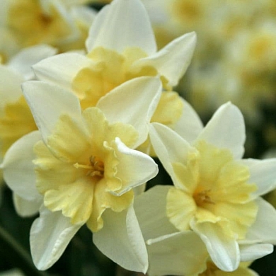 Prom Dance (нет в наличии)