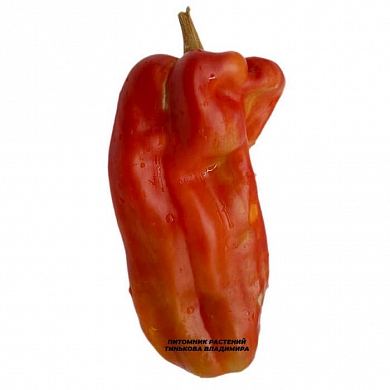 Перец сладкий Большой Реус (Largo de Reus) (6шт.) (нет в наличии)