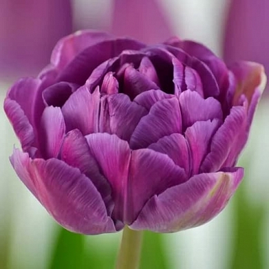 Тюльпан Блю Даймонд (Blue Diamond)