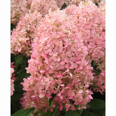 Гортензия Мэджикал Свит Саммер (Magical Sweet Summer)
