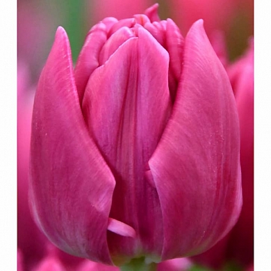 Double Princess (нет в наличии)