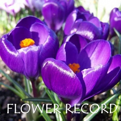 Flower Record (нет в наличии)