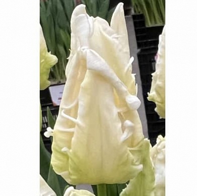 Agrass Parrot (нет в наличии)