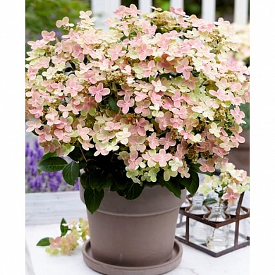 Гортензия Полистар (Polestar) (нет в наличии)