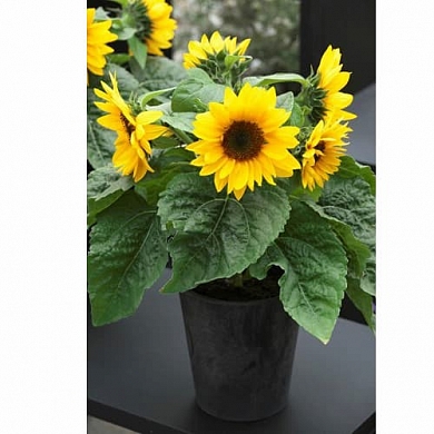 Helianthus Smiley F1 (5шт)