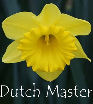 Dutch Master (нет в наличии)