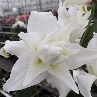 Angela (нет в наличии)