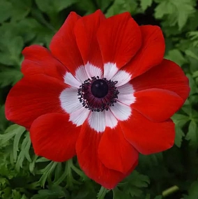 Анемона Мона Лиза scarlet eye (Mona Lisa) (5шт) (нет в наличии)