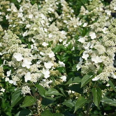 Гортензия Киушу (Kyushu)