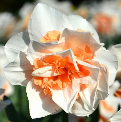 Replete (нет в наличии)