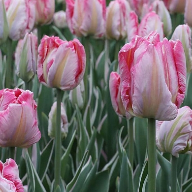 Elsenburg (нет в наличии)