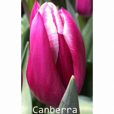 Тюльпан Канберра (Canberra) (нет в наличии)