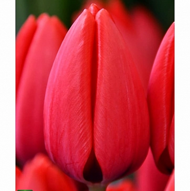 Тюльпан Ред Рейнжер (Red Ranger) (нет в наличии)