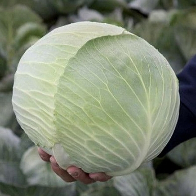 Капуста белокочанная Лагрима F1 (20шт.)