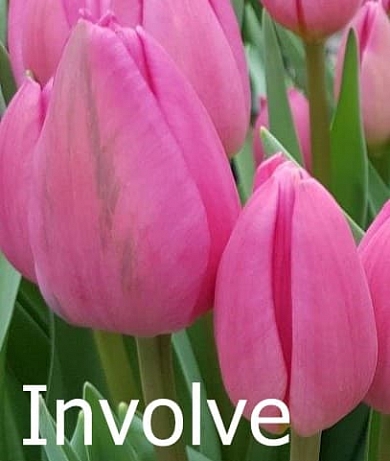 Involve (нет в наличии)