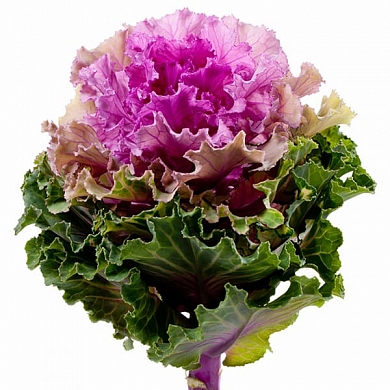 Brassica oleracea Empire Bogdana F1 (10шт)