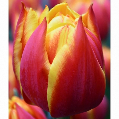 Crossfire (нет в наличии)