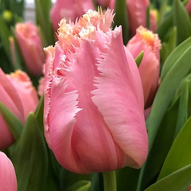 Heartbeat (нет в наличии)