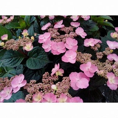 Гортензия Даредевил (Daredevil) (нет в наличии)