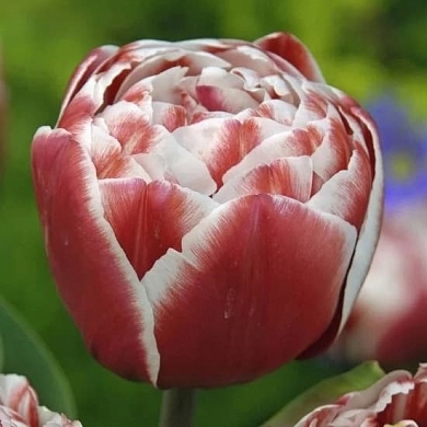 Drumline (нет в наличии)