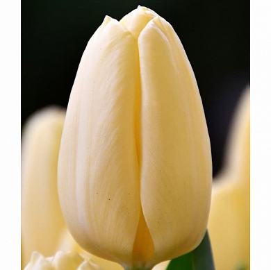 Creme Fraiche (нет в наличии)