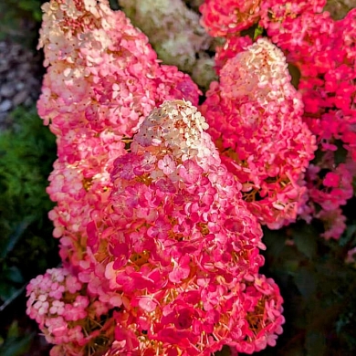 Фрамбозини (Самарская Лидия, Frambosine) (нет в наличии)