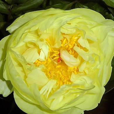 Пион Лемон Шифон (Lemon Chiffon)