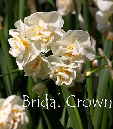 Bridal crown (нет в наличии)