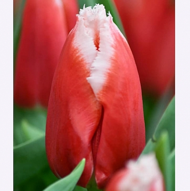 Canasta =  new santa (нет в наличии)